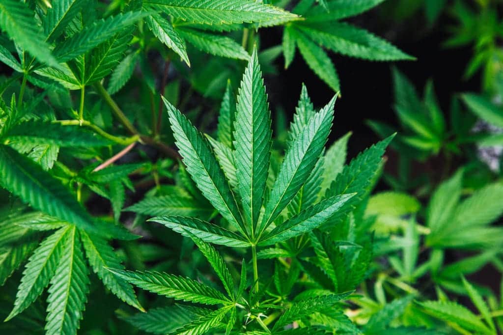 Close up of green cannabis plant