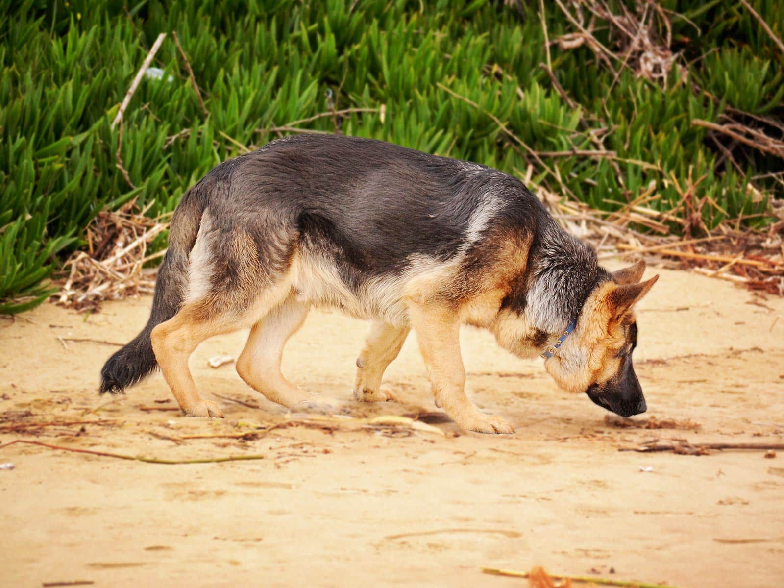 German Shepherd sniffing floor on the beach, possible a police sniffer dog