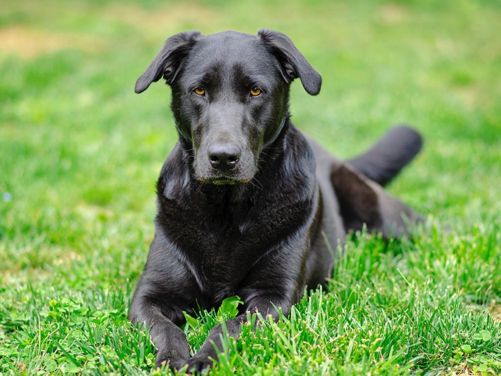 Picture of a black labrador laying on grass in a field, a typical police sniffer dog